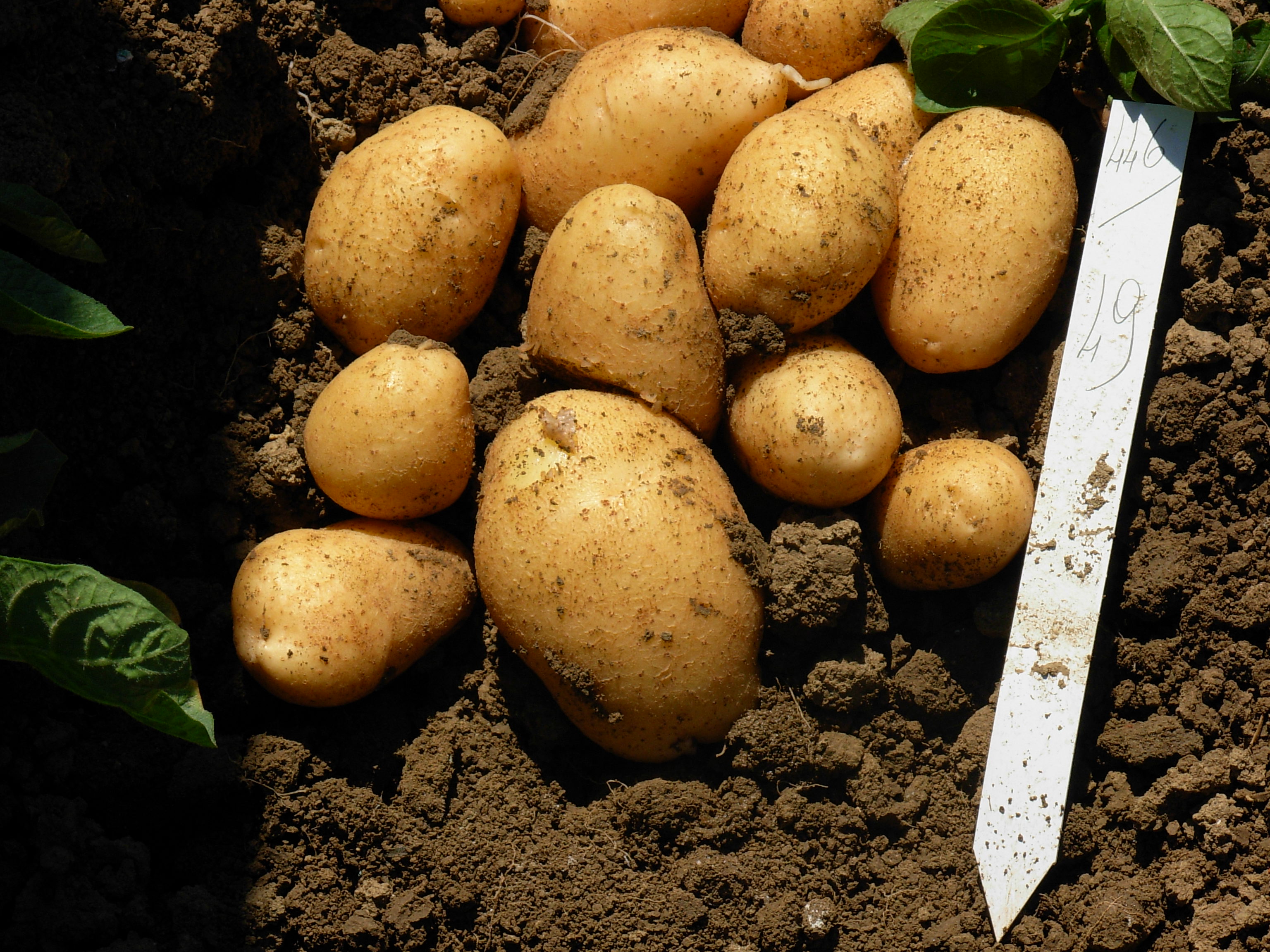 PATATEC - Divulgazione di tecniche innovative di difesa e gestione agronomica della patata