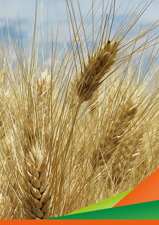 I risultati conclusivi del Progetto TRACCIARE: Blockchain per la tracciabilità e gestione dei dati di prodotti della macinazione dei cereali