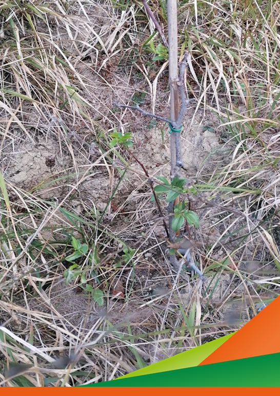 La coltivazione delle piante ad uso alimentare nella Food Forest in relazione ai cambiamenti climatici - Incontro Progetto RAFFOREST