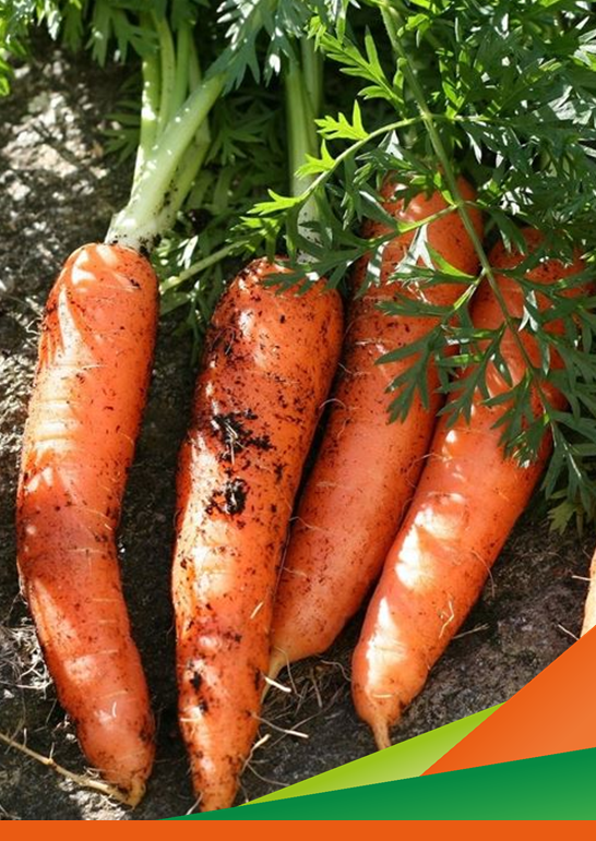 Visita e incontro tecnico al sito dimostrativo carota a conduzione biologica del progetto SOSFERA