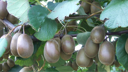 QUALITY KIWI - MIGLIORAMENTO DEGLI STANDARD QUALITATIVI DEL KIWI LAZIALE QUALITY KIWI - Miglioramento degli standard qualitativi del Kiwi laziale