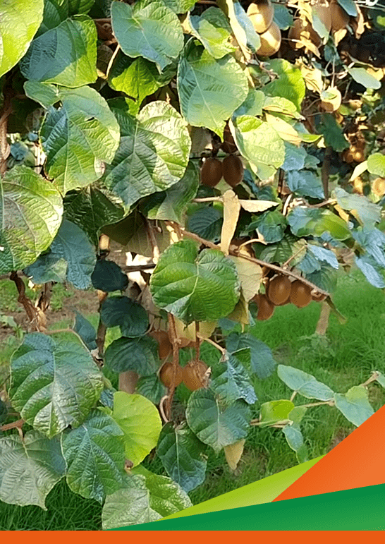 QUALITY KIWI. Innovazioni per il miglioramento degli standard qualitativi del kiwi laziale. Visita in campo e presentazione delle attività svolte
