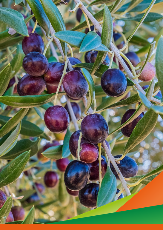 Convegno conclusivo del Progetto "Terre dell'olivo"