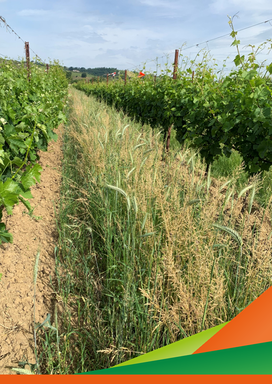 Viticoltura in Emilia-Romagna e cambiamento climatico: criticità emergenti e strategie agronomiche di adattamento - Incontro tecnico