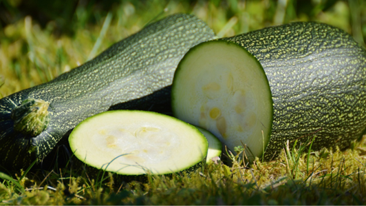ZUCCHIN-BO - INNOVAZIONE VARIETALE PER LA FILIERA DELLO ZUCCHINO ZUCCHIN-BO - Innovazione varietale per la filiera dello zucchino