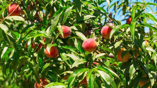 S4O - SMART SPECIALIZED SUSTAINABLE STONEFRUIT ORCHARD S4O - Smart Specialized Sustainable Stonefruit Orchard