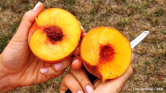 SPIN - VARIETÀ DI PESCO INNOVATIVE PER PROLUNGATA TENUTA IN PIANTA SPIN - varietà di pesco innovative per prolungata tenuta in pianta