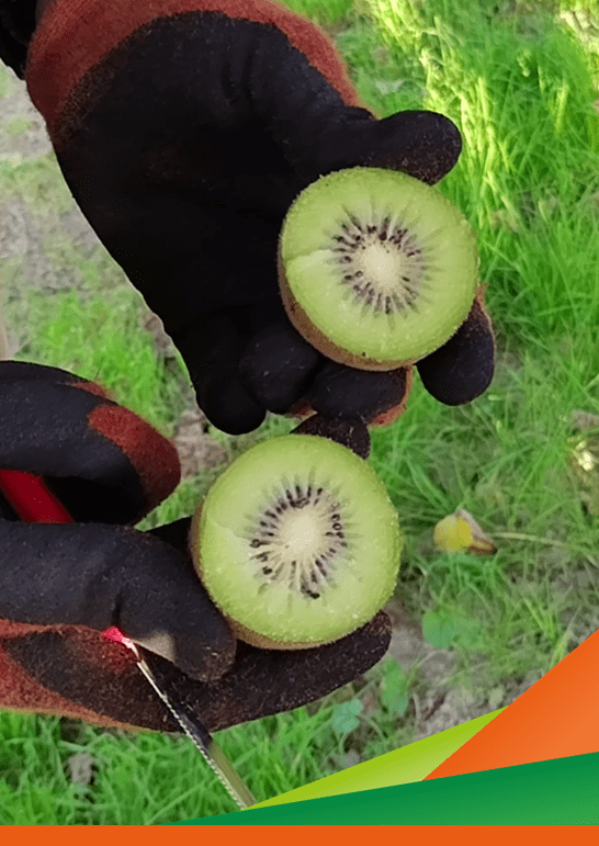 Kiwi, verso nuove strategie per il post-raccolta - Valutazione di MAP e assorbitori di etilene in diverse varietà di kiwi in frigoconservazione