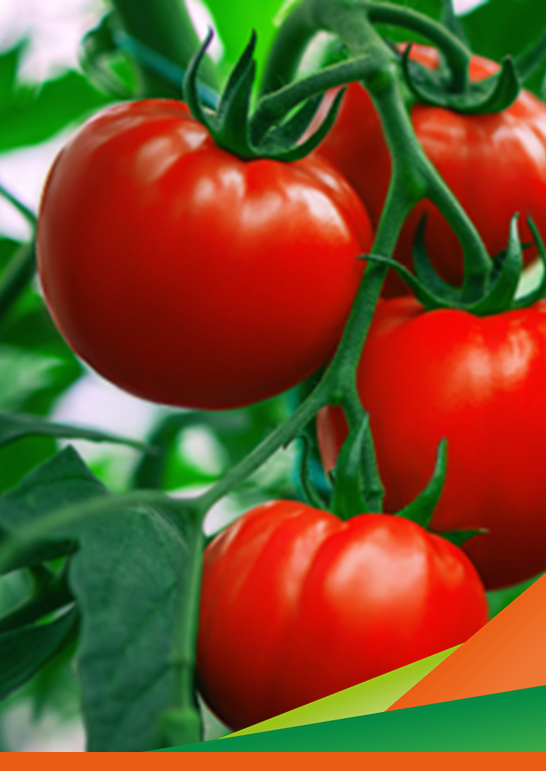 Gestione delle infestanti con sarchiatrici su pomodoro da industria. Visita guidata del progetto INNOVA.ORTO