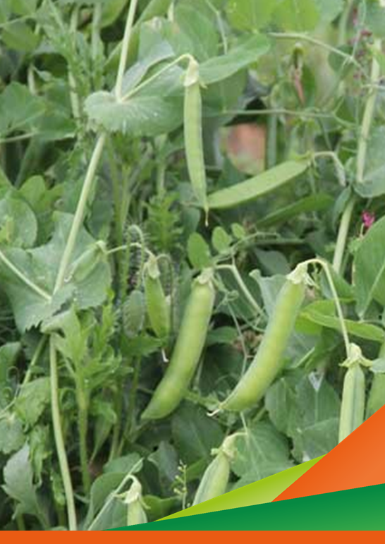 Visita in campo per prova confronto varietale pisello da industria - Progetto OCM nuove varietà ortofrutticole da industria