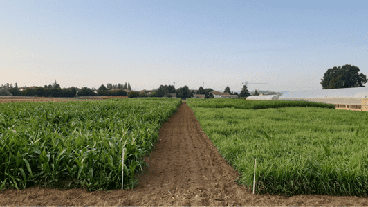 ORTO.BIO.WEED - DIFESA E NUTRIZIONE A BASSO IMPATTO E DISERBO MECCANICO DELLE COLTURE ORTICOLE ORTO.BIO.WEED - difesa e nutrizione a basso impatto e diserbo meccanico delle colture orticole
