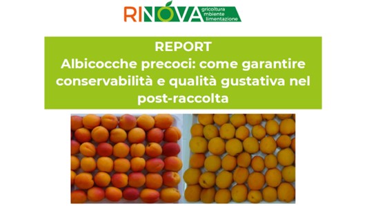 E' online il report "Albicocche precoci: come garantire conservabilità e qualità gustativa nel post-raccolta"