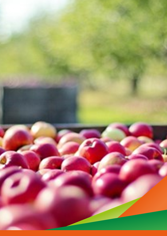 Visita guidata melo - Progetto "Frutticoltura sostenibile e resiliente" - Attività 2 - OCM MASPES NEW PLANT