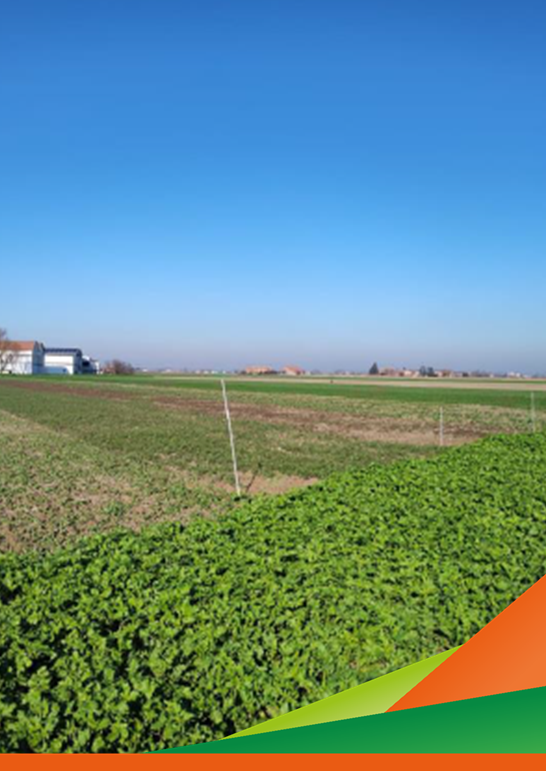 Prova Cover Crops. Confronto di diverse specie di piante - Visita guidata Progetto DUNE