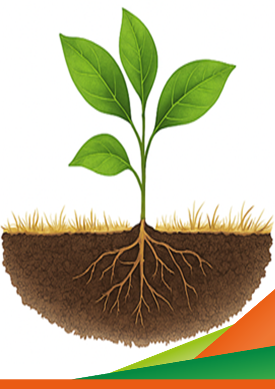 Salute del suolo: innovazioni per sistemi colturali sostenibili - Progetti Spin-Fert e MultiSoil