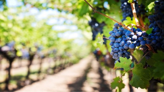 AGRARIAN - APPLICAZIONI DI MONITORAGGIO AVANZATO IN AGRICOLTURA AGRARIAN - Applicazioni di monitoraggio avanzato in agricoltura