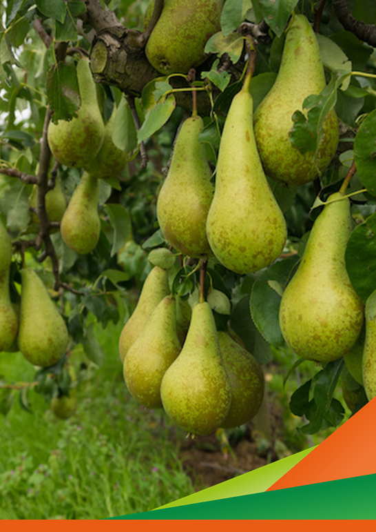 Fruit Valley, guardiamo avanti!