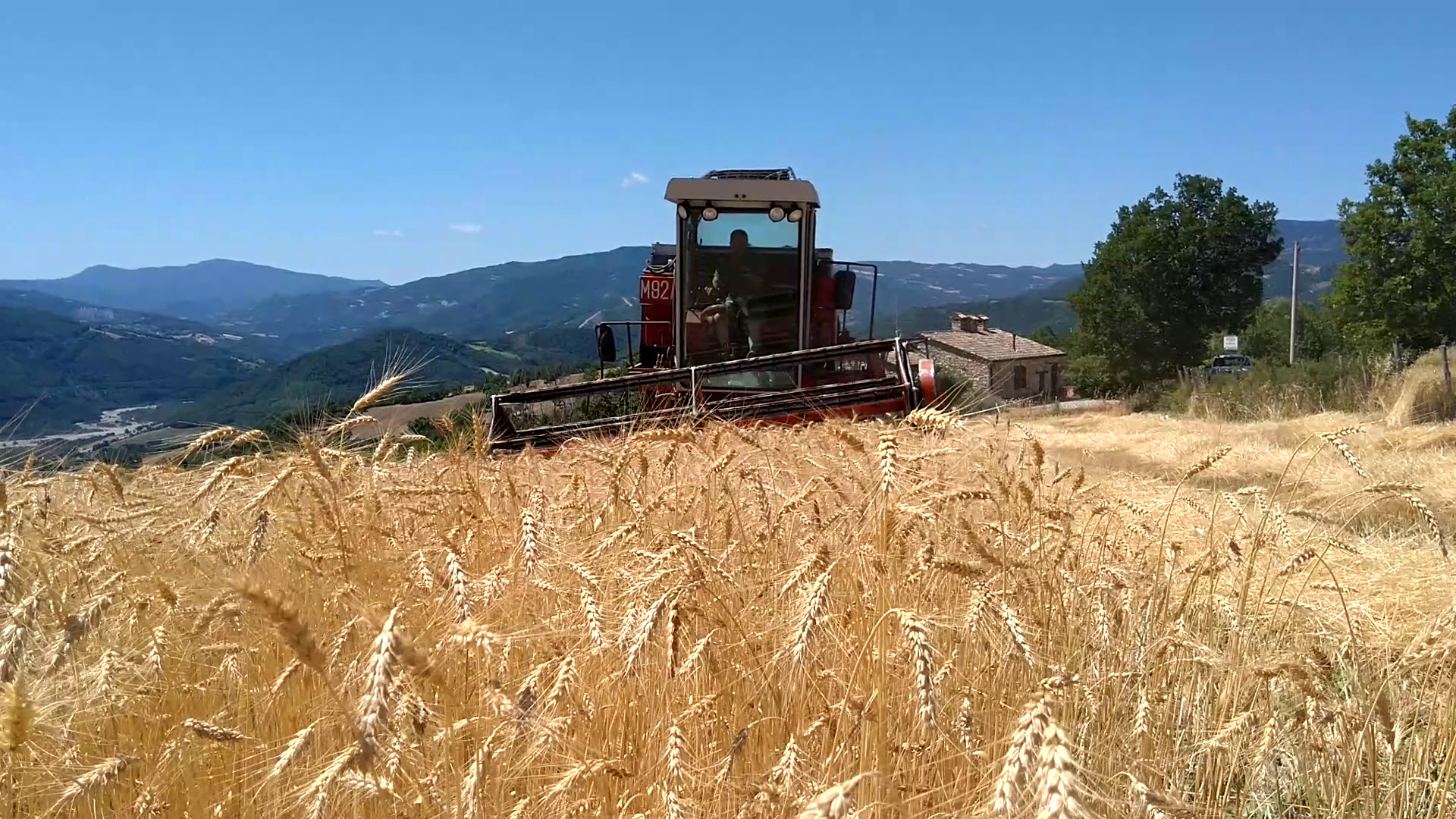 VAL.CE.A - VALORIZZAZZIONE DI CEREALI ANTICHI NELLE AREE INTERNE VAL.CE.A - Valorizzazzione di cereali antichi nelle aree interne