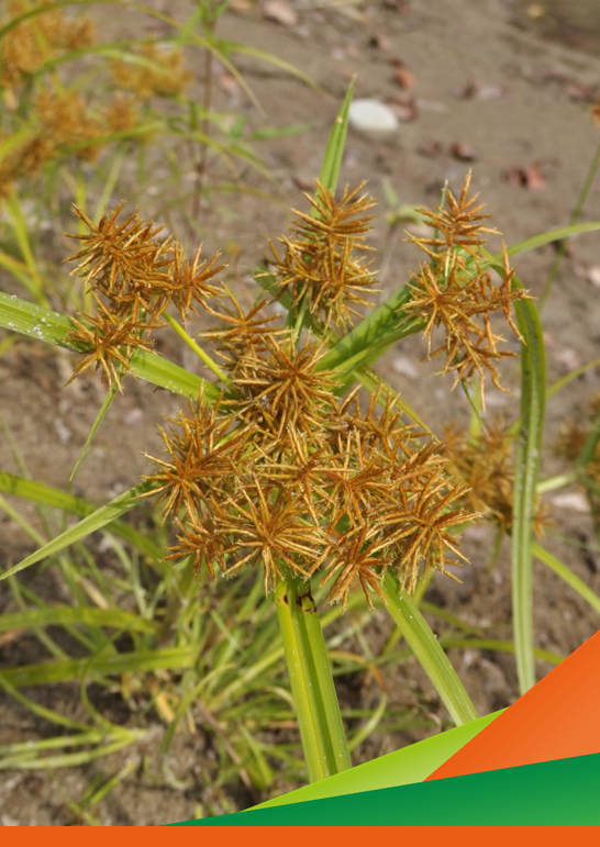 Webinar "Produttori ed esperti a confronto per valutare possibili strategie per la gestione dell’infestante Cyperus spp."