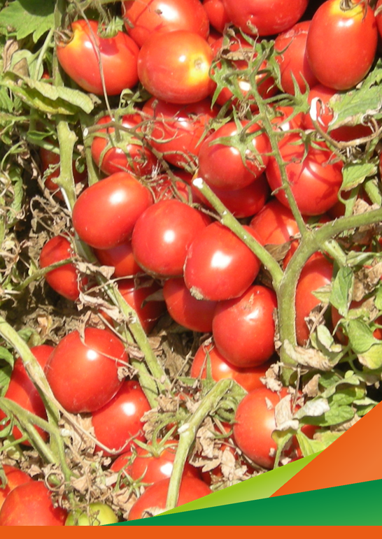 Prova di efficacia prodotti contro peronospora/batteriosi su pomodoro da industria e contro peronospora/Stemphylium su cipolla". Progetto OCM Resilienza (attività 2)