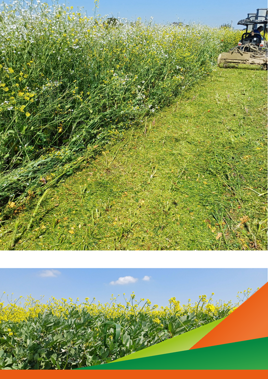 Biofumigazione e fertilizzazione attraverso l’impiego dei sovesci in orticoltura - Progetto ORTI.GO