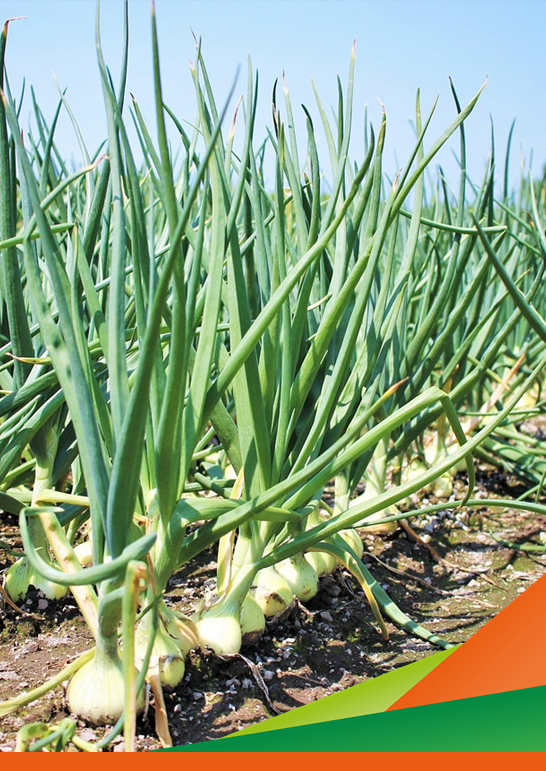 Prova di efficacia bagnanti contro peronospora / Stemphylium su cipolla. Progetto OCM Difesa