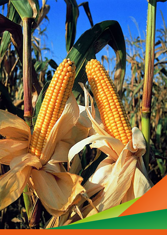 Evento didattico divulgativo "Mais: usi, curiosità e biodiversità varietale - Progetto MAIZE4E-R"