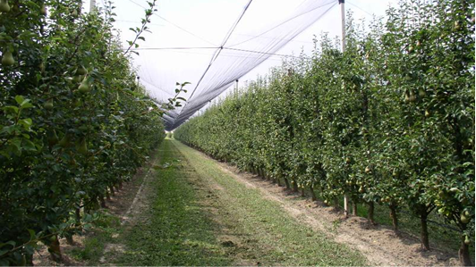 FRUTTIFI_CO - FRUTTICOLTURA FINALIZZATA IMPRONTA CARBONIO ORGANICO FRUTTIFI_CO - Frutticoltura finalizzata impronta carbonio organico