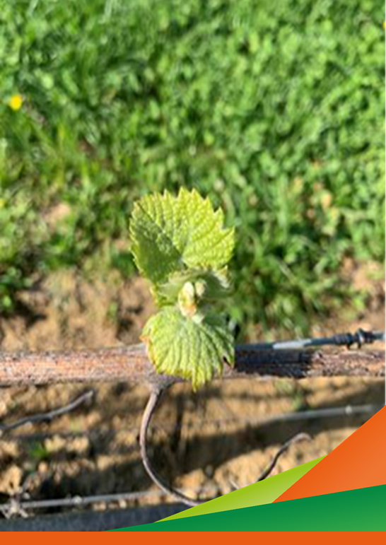 Stato dell’arte del breeding in viticoltura. Progetto CO.VI.RES - Incontro tecnico