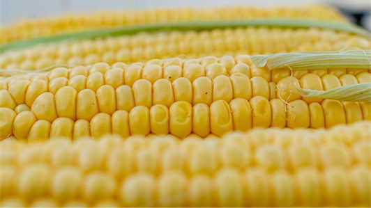 Agricoltura smart per il mais - M-AI-SMART