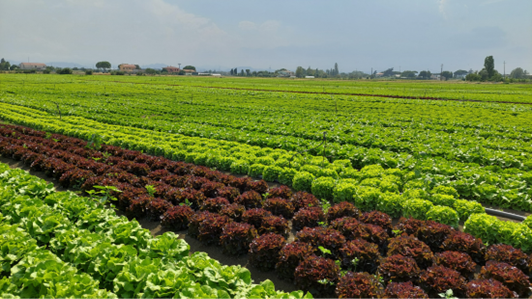 FIGARO - FERTIRRIGAZIONE E IRRIGAZIONE RAZIONALE IN ORTICOLTURA FIGARO - Fertirrigazione e irrigazione razionale in orticoltura