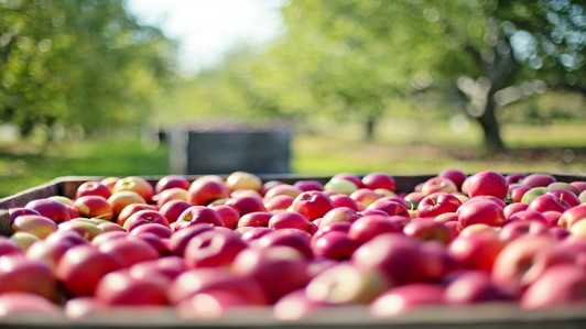 AGRISOCIAL - COMUNICARE LA QUALITÀ DELLA FRUTTA Agrisocial - Comunicare la qualità della frutta